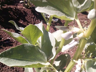 P080512_10.23.jpg (211.06 KiB) Osservato 774 volte P080512_10.23.jpg