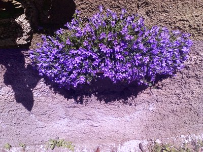 P080512_11.32.jpg (371.21 KiB) Osservato 771 volte P080512_11.32.jpg