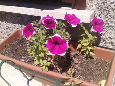 P080512_11.34.jpg (262.87 KiB) Osservato 766 volte P080512_11.34.jpg