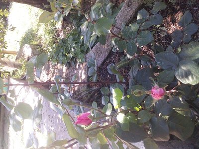 P080512_11.36.jpg (267.21 KiB) Osservato 761 volte P080512_11.36.jpg