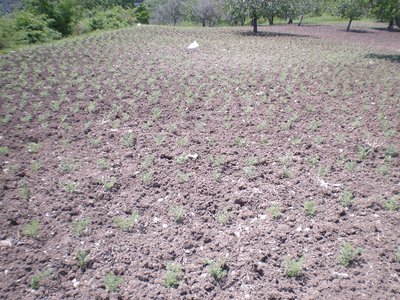 DSCN9452.JPG (365.95 KiB) Osservato 918 volte DSCN9452.JPG