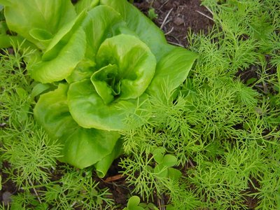 carotelattuga.JPG (222.23 KiB) Osservato 887 volte carotelattuga.JPG