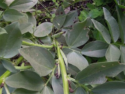 fava.JPG (115.09 KiB) Osservato 787 volte fava.JPG
