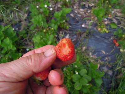 fragola.JPG (83.86 KiB) Osservato 787 volte fragola.JPG