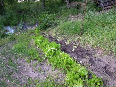 lattuga e indivia.JPG (169.48 KiB) Osservato 787 volte lattuga e indivia.JPG