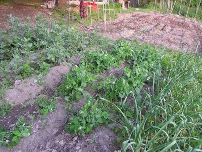 piselli.JPG (180.62 KiB) Osservato 787 volte piselli.JPG