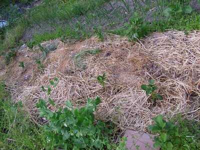 patate paglia.JPG (229.76 KiB) Osservato 787 volte patate paglia.JPG