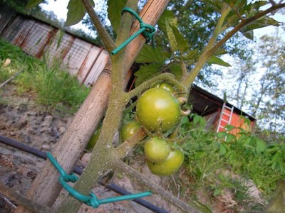 pomodori.JPG (129.58 KiB) Osservato 787 volte pomodori.JPG