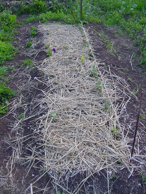 una fila di fagioli di lamon e poi sparsi fagioli borlotti nani ... una petunia in mezzo / fagioli.JPG fagioli.JPG