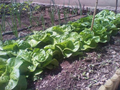 insalata 22maggio.jpg (136.75 KiB) Osservato 768 volte insalata 22maggio.jpg