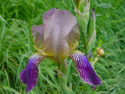 io le chiamo le "spade" ... / irisselvatica1.JPG irisselvatica1.JPG