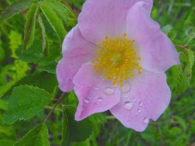 c'è una zona del bosco, intorno a un praticello, dove crescono dei cespugli meravigliosi ... / RosaCanina.JPG RosaCanina.JPG