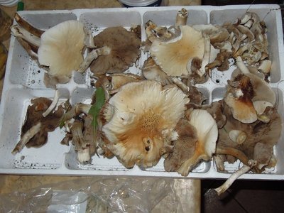 funghi.JPG (122.57 KiB) Osservato 881 volte funghi.JPG