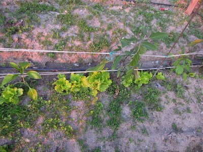 lattuga e peperoni.JPG (177.2 KiB) Osservato 881 volte lattuga e peperoni.JPG