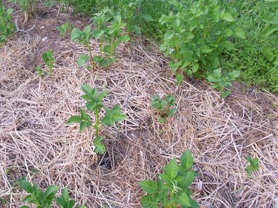 patate e paglia.JPG (237.2 KiB) Osservato 879 volte patate e paglia.JPG