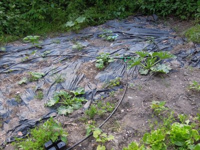 zucchine.JPG (195.36 KiB) Osservato 877 volte zucchine.JPG