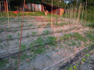 pomodori.JPG (167.35 KiB) Osservato 877 volte pomodori.JPG