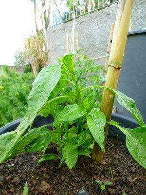 La pianta del peperoncino segreto... / P1020974.JPG P1020974.JPG