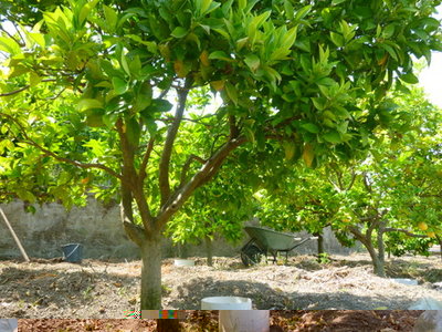 L'agrumeto+ l'orto. / P1020978.JPG P1020978.JPG