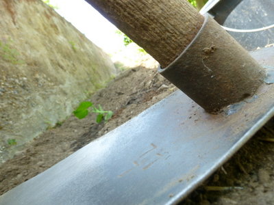 La cara vecchia zappa e le piantine ! / P1020979.JPG P1020979.JPG