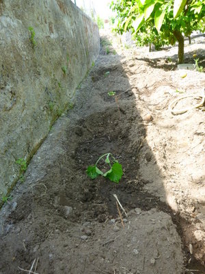 Ecco il lavoro compiuto! / P1020980.JPG P1020980.JPG