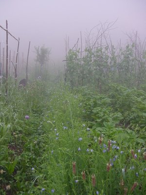 Atmosfera dell'orto questa mattina... le nebbie di Avalon / ortonebbia.JPG ortonebbia.JPG