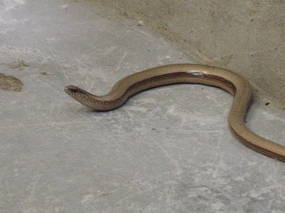 Inaugurazione della porta che da sull'orto... che non avevo ancora ben sigillato ... vade retroooo vai a mangiare gli insettini nell'orto!!! / orbettino.JPG orbettino.JPG