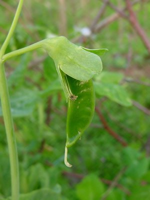 baccello.JPG (170.57 KiB) Osservato 793 volte baccello.JPG