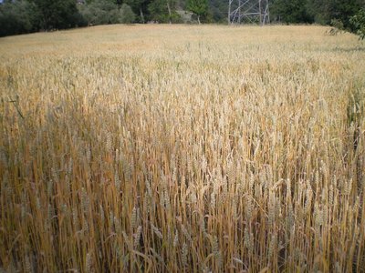 Grano.JPG (290.75 KiB) Osservato 815 volte Grano.JPG