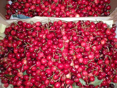 ciliege.JPG (305.71 KiB) Osservato 815 volte ciliege.JPG