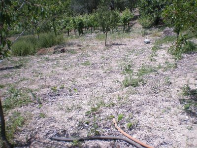 Ex campo di carciofi.JPG (330.98 KiB) Osservato 790 volte Ex campo di carciofi.JPG