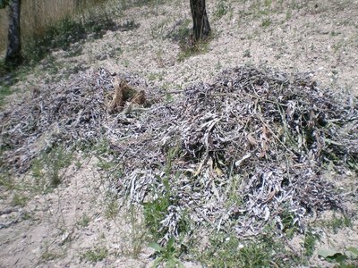 Carciofi (2).JPG (372.5 KiB) Osservato 790 volte Carciofi (2).JPG