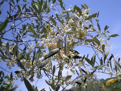 Olivo in fiore.JPG (286.82 KiB) Osservato 790 volte Olivo in fiore.JPG
