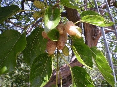 Gelsi.JPG (239.24 KiB) Osservato 790 volte Gelsi.JPG