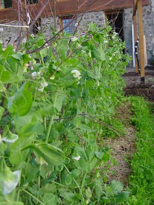 bisiiii / piselli.JPG piselli.JPG