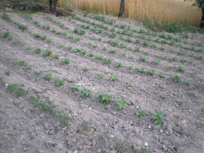 Fagioli nani.JPG (267.27 KiB) Osservato 769 volte Fagioli nani.JPG