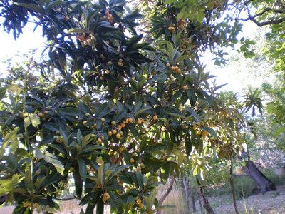 Nespolo del giappone.JPG (317.33 KiB) Osservato 769 volte Nespolo del giappone.JPG