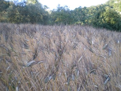 Grano duro.JPG (266.68 KiB) Osservato 769 volte Grano duro.JPG