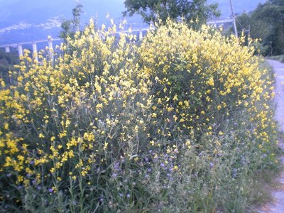 Ginestra.JPG (307.13 KiB) Osservato 769 volte Ginestra.JPG