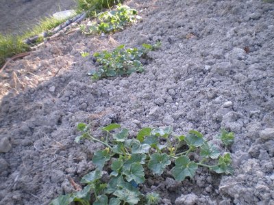 Meloni e cetrioli.JPG (273.05 KiB) Osservato 846 volte Meloni e cetrioli.JPG