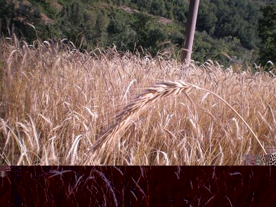 Segale.JPG (335.7 KiB) Osservato 846 volte Segale.JPG