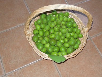 DSCN9733.JPG (120.71 KiB) Osservato 948 volte DSCN9733.JPG