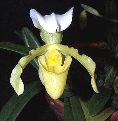 Orchidea Paphiopedilum.jpg (36.63 KiB) Osservato 1303 volte Orchidea Paphiopedilum.jpg