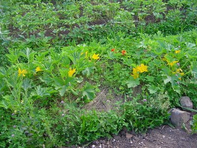 zucchine.JPG (293.56 KiB) Osservato 945 volte zucchine.JPG