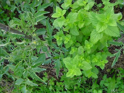 Pomodoro costoluto e melissa / pomodoro costoluto melissa.JPG pomodoro costoluto melissa.JPG