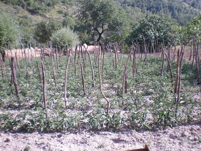 Pomodori (2).JPG (362.25 KiB) Osservato 774 volte Pomodori (2).JPG