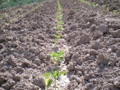 Peperoni.JPG (365.04 KiB) Osservato 774 volte Peperoni.JPG