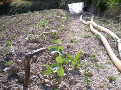 Fagioli rampicanti.JPG (345.61 KiB) Osservato 774 volte Fagioli rampicanti.JPG