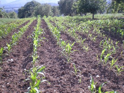 Mais (2).JPG (365.3 KiB) Osservato 774 volte Mais (2).JPG