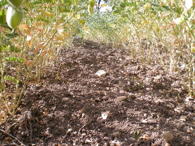 Ceci (2).JPG (376.75 KiB) Osservato 877 volte Ceci (2).JPG